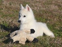 CHIOT