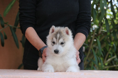 CHIOT 1
