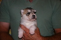 CHIOT