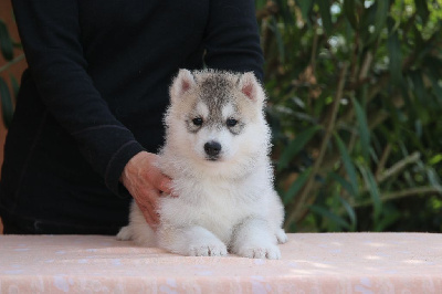 CHIOT 4
