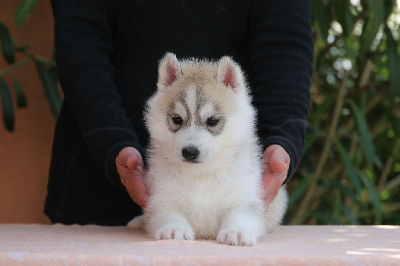 CHIOT 3