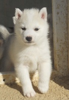 CHIOT