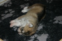 CHIOT