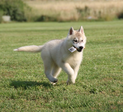 CHIOT 4