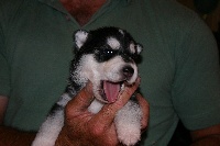 CHIOT