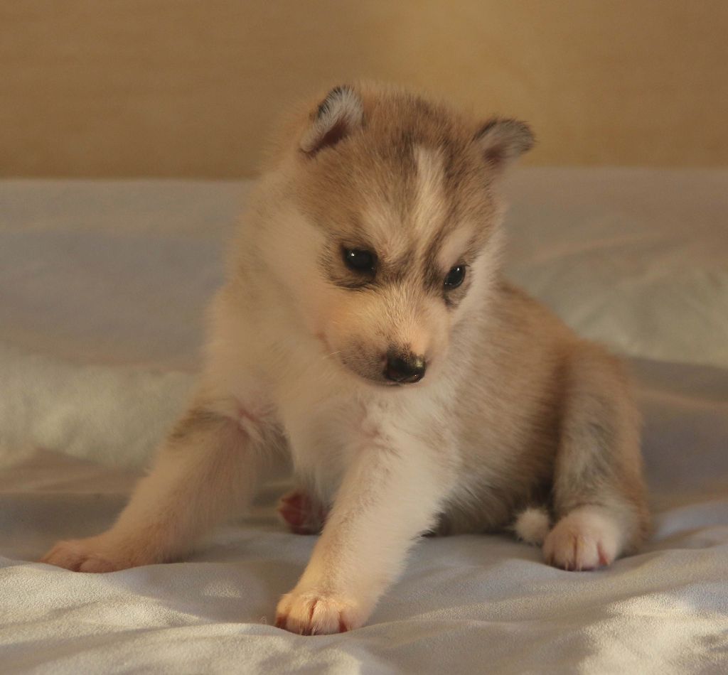 of Nordic Forest - Siberian Husky - Portée née le 22/10/2017
