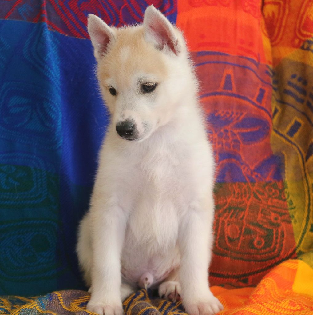 of Nordic Forest - Siberian Husky - Portée née le 18/11/2018