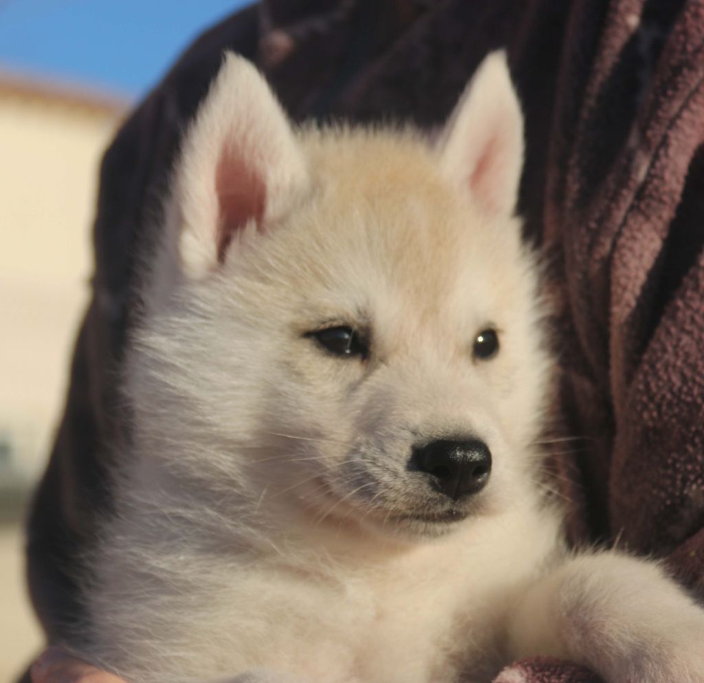 of Nordic Forest - Siberian Husky - Portée née le 07/12/2017