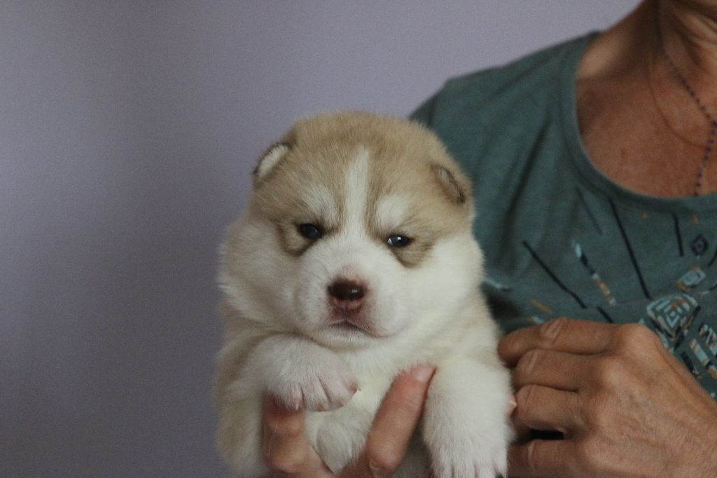 of Nordic Forest - Chiots disponibles - Siberian Husky